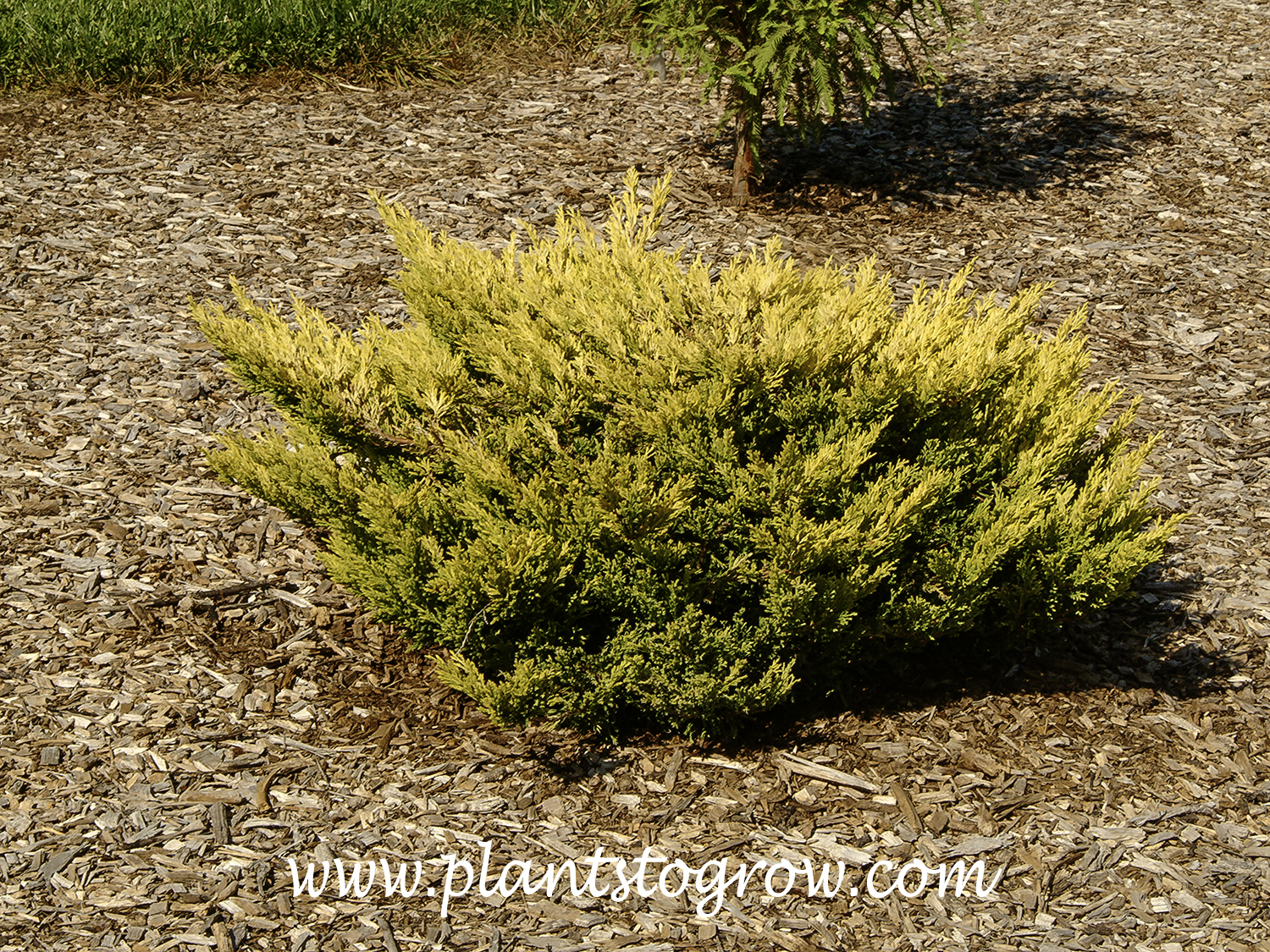 Lime Glow Juniper (Juniperus horizontalis)